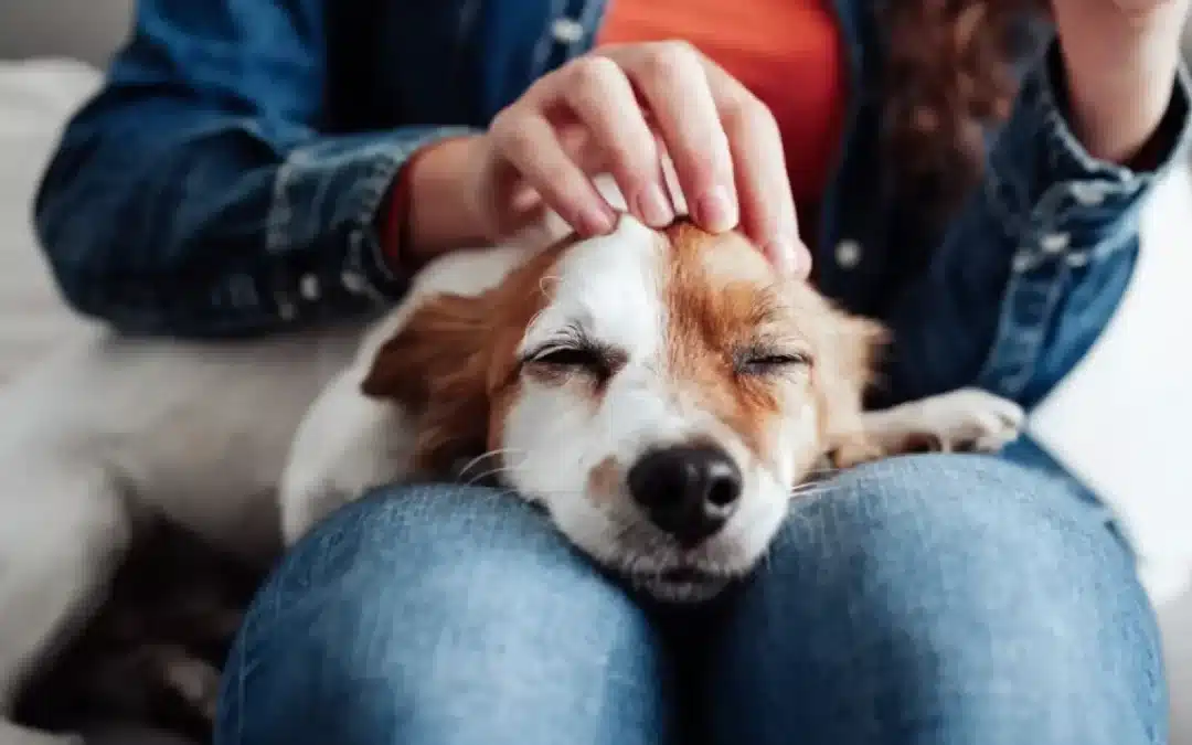 Healing After Losing a Pet