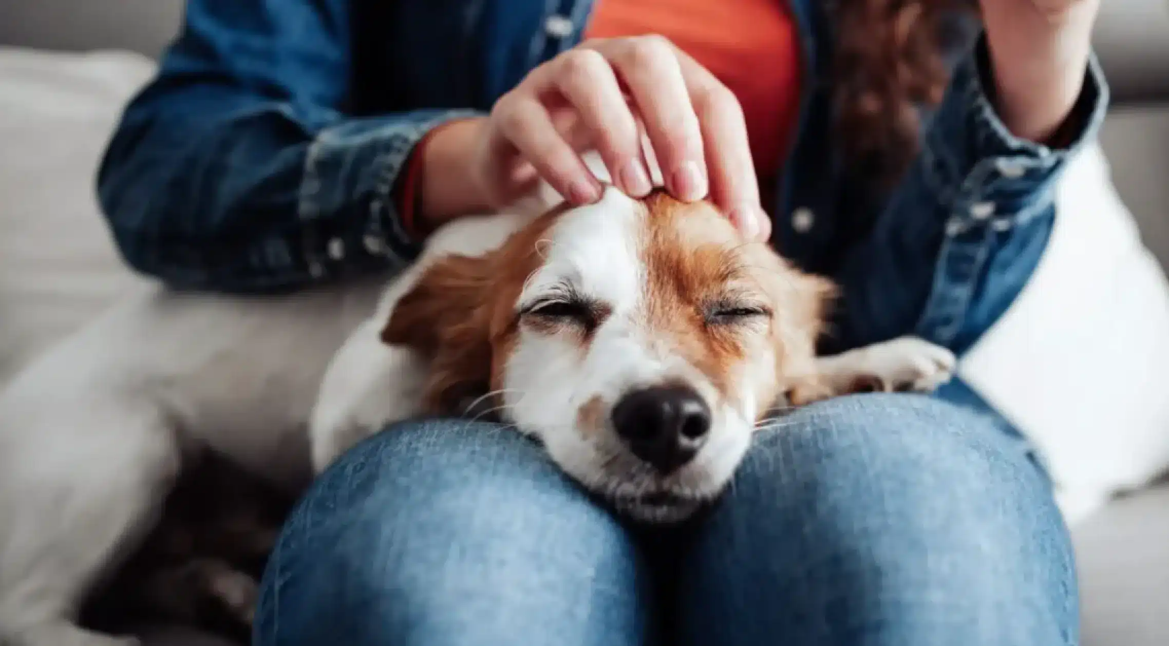 Healing After Losing a Pet