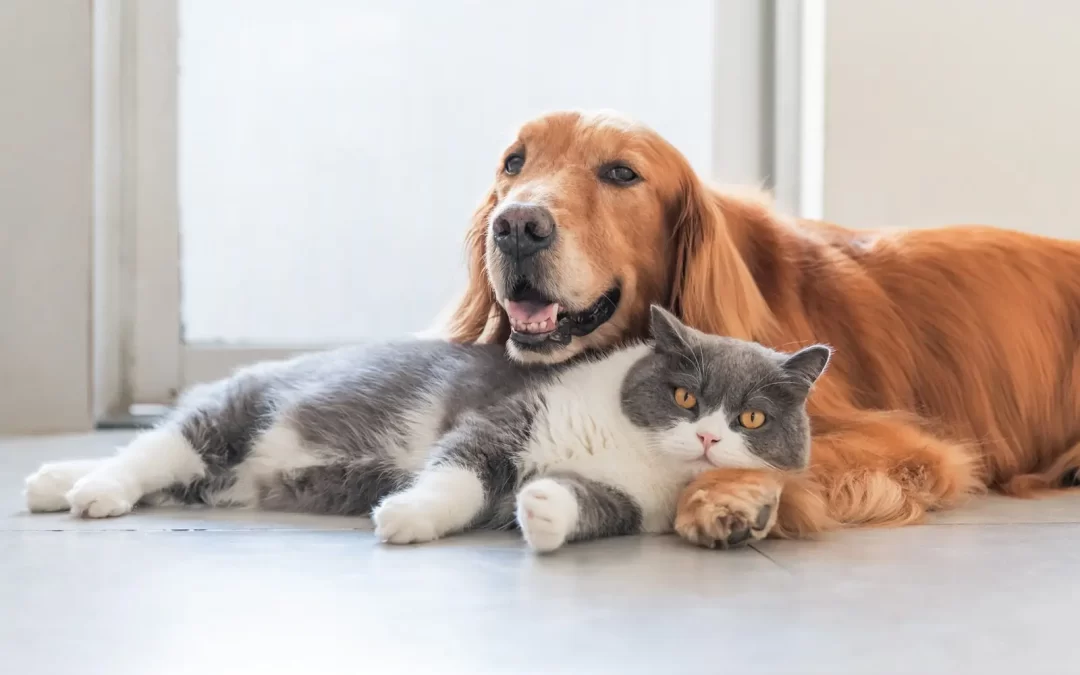 When a Pet Dies: Understanding the Depth of Animal Loss